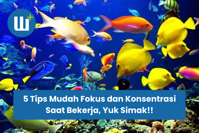 9 Rekomendasi Ikan Laut Hias untuk Akuarium